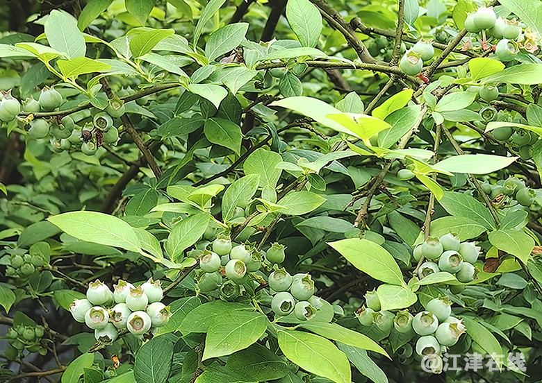 蓝莓 (3).jpg