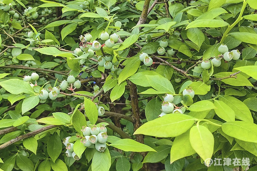 蓝莓 (5).jpg