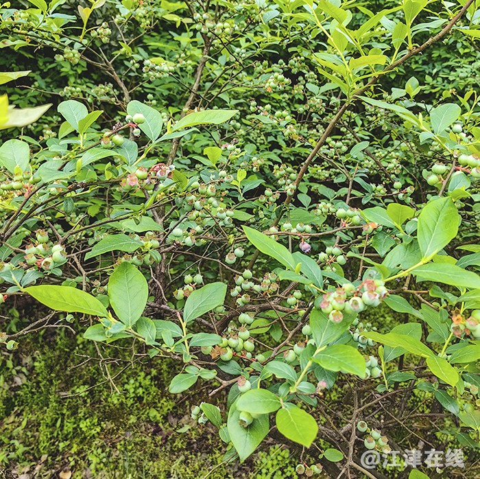 蓝莓 (6).jpg