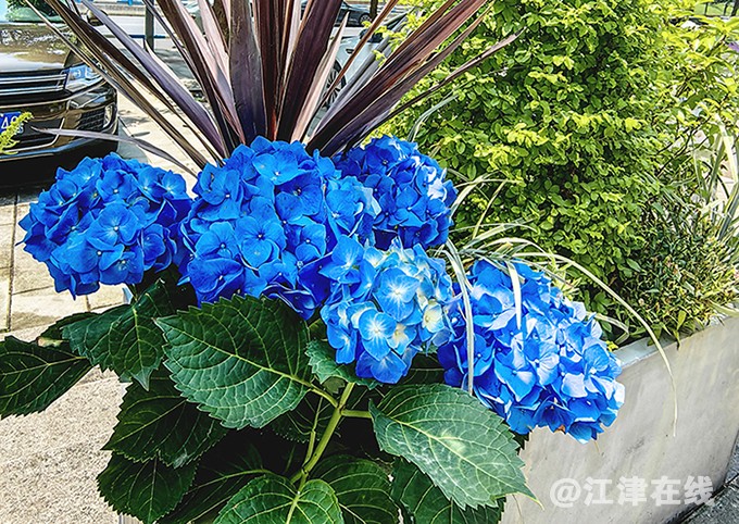 人行道花台 (3).jpg