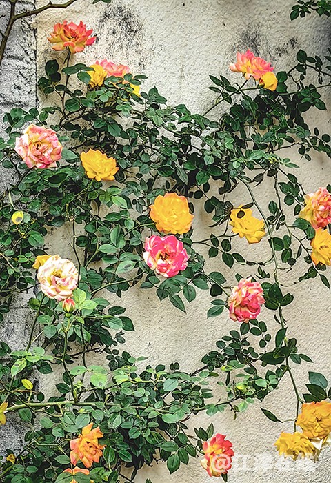 花儿 (1).jpg