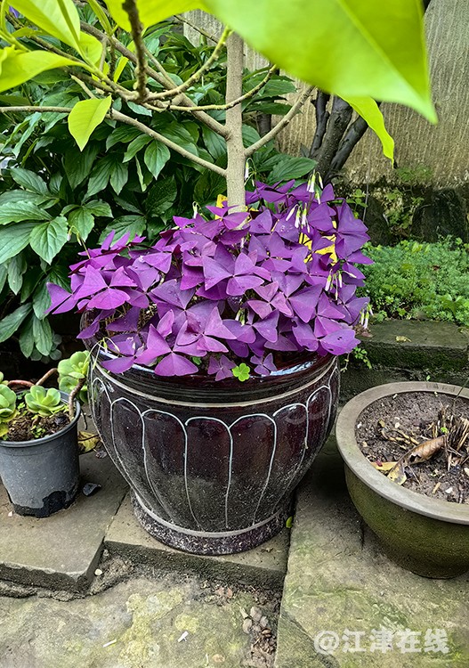 花儿 (2).jpg
