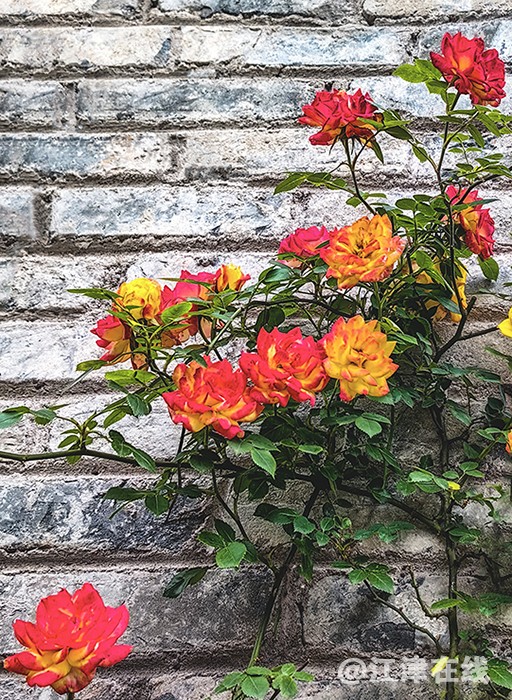 花儿 (5).jpg