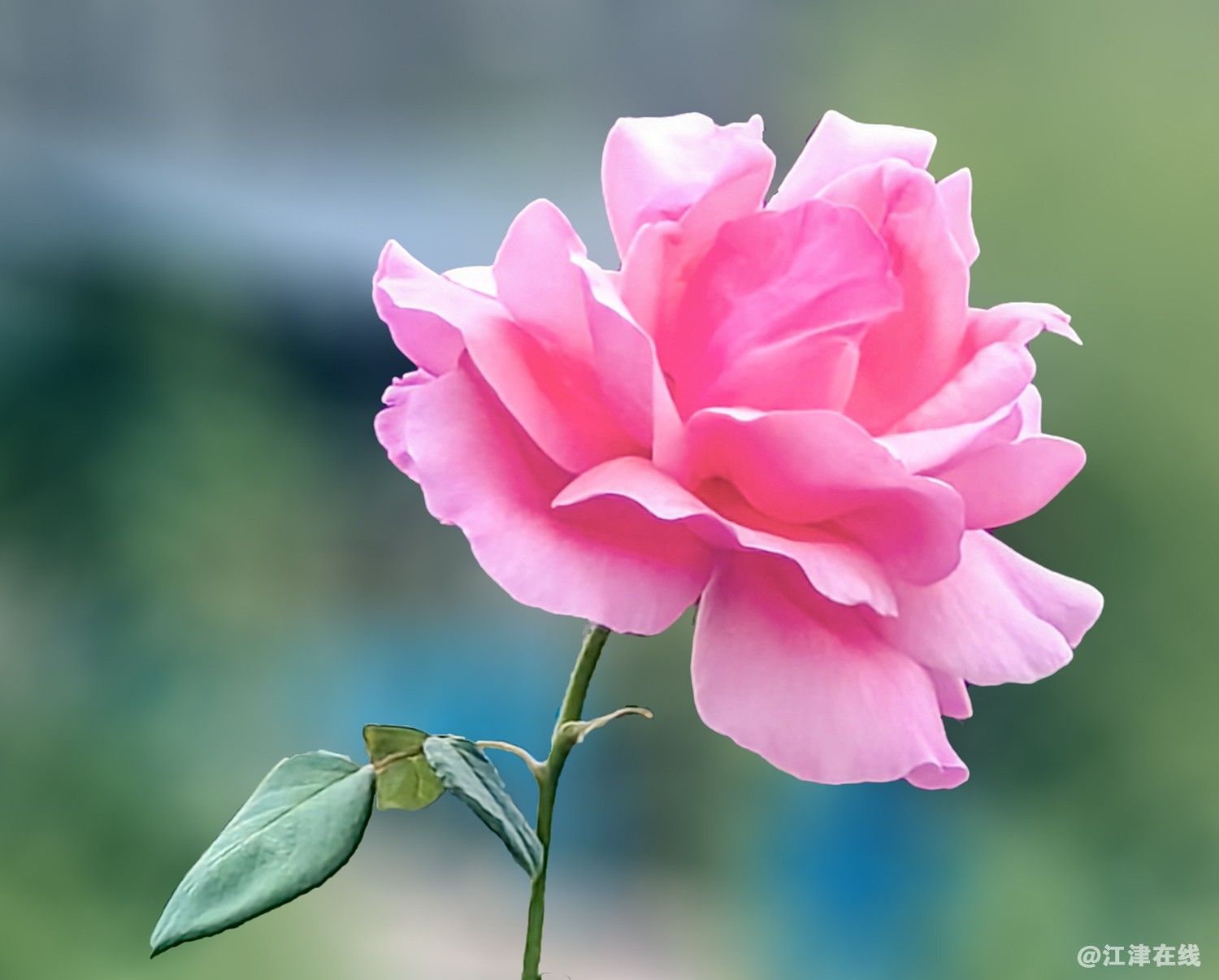 IMG_20240601_161213副本副本.jpg