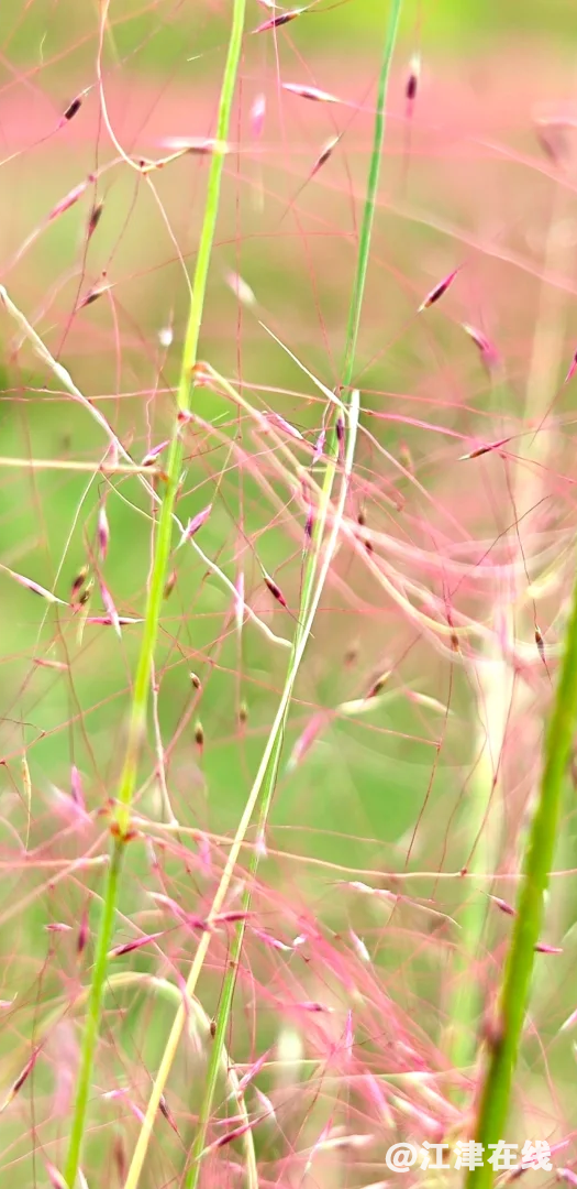 6592d3ebd84a9a78f993a14c0d39a8a2.png