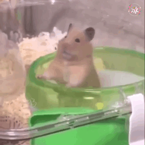 b01a273841df5e24fd12a07a7eedaf02.gif