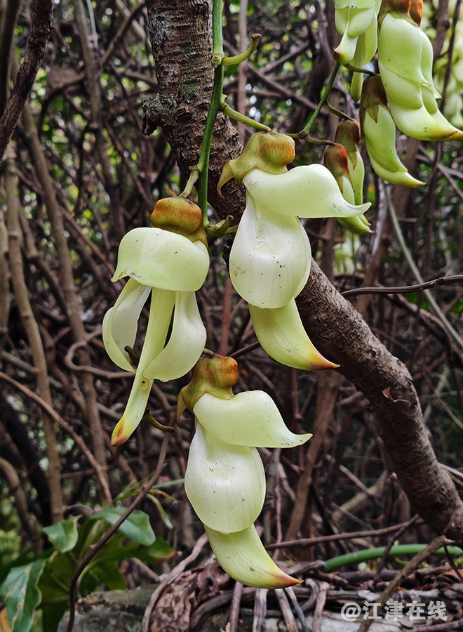 禾雀花 (1).jpg