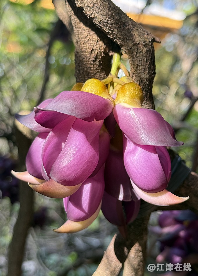 禾雀花 (2).jpg