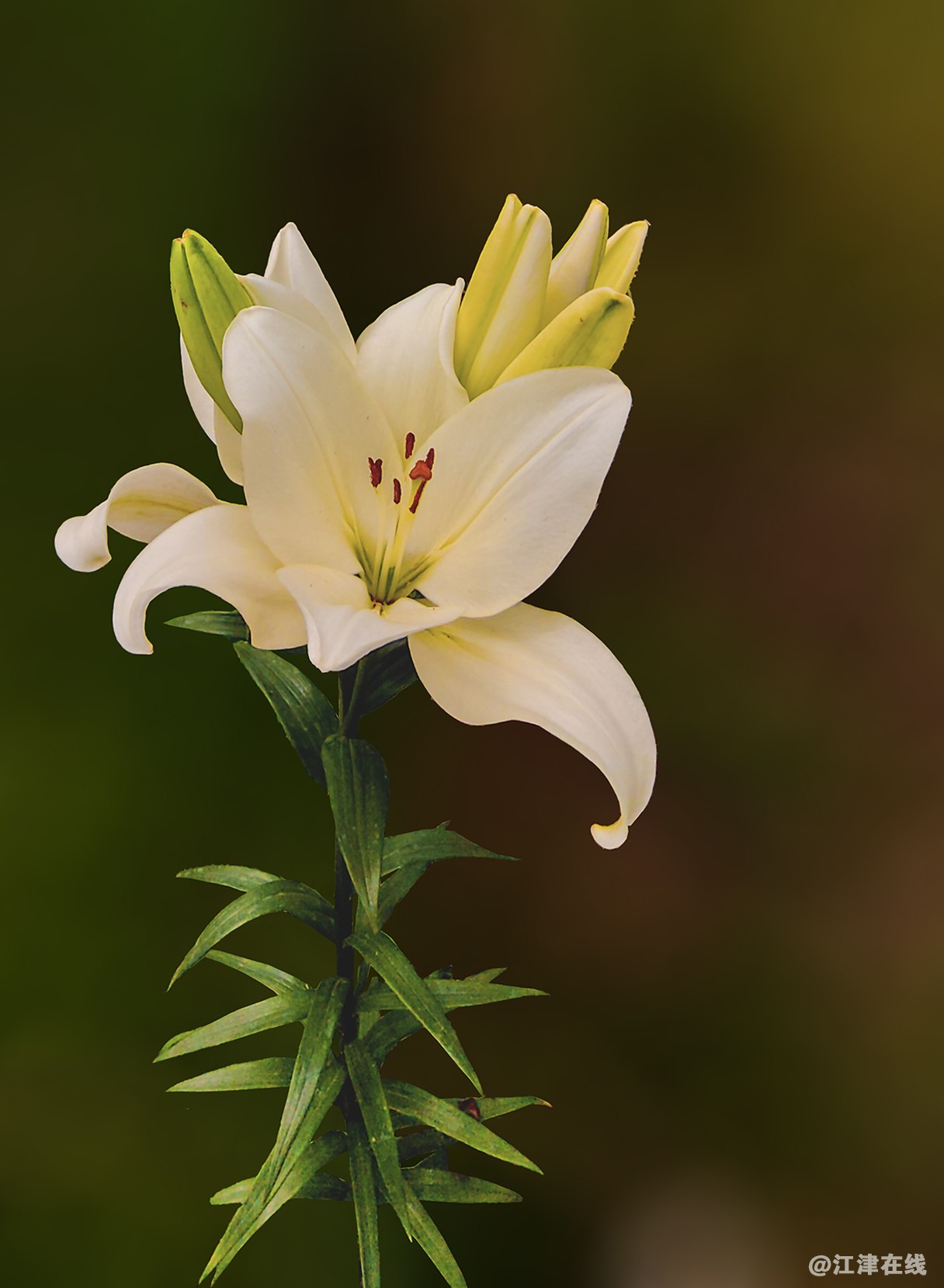 百合花 (1).jpg