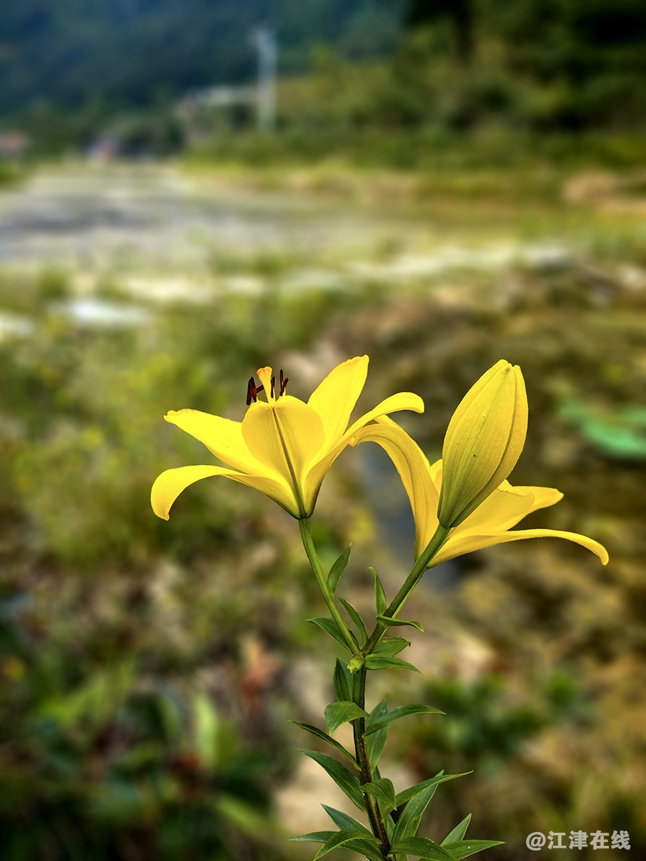 百合花 (3).jpg